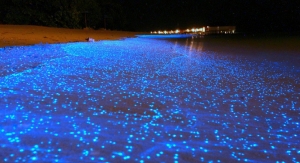 A Maldives Beach Awash in Bioluminescent Phytoplankton Looks Like an Ocean of Stars..While vacationing on the Maldives Islands, Will Ho stumbled onto an incredible stretch of beach covered in millions of bioluminescent phytoplankton. These tiny organisms glow similarly to fireflies and tend to emit light when stressed, such as when waves crash or when they are otherwise agitated. While the phenomenon and its chemical mechanisms have been known for some time, biologists have only recently began to understand the reasons behind it...According to marine biologist Jorge Ribas, the glowing is caused by a massive red tide, or algae bloom, of bioluminescent phytoplankton called Lingulodinium polyedrum. The microorganisms emit light in response to stress, such as when a wave crashes into the shore, a surfboard slashes through the surf, or a kayaker's paddle splashes the water. The result is a wickedly cool glowing ocean..