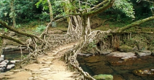 root-bridge-shillong