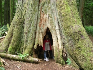 catheral-grove-giant-tree